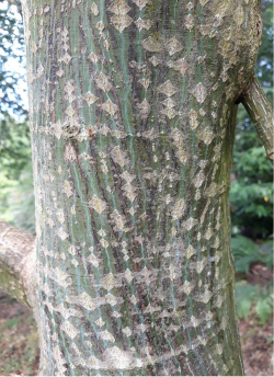 erable-a-peau-de-serpent-acer-rufinerve-1.jpg