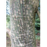 ACER rufinerve