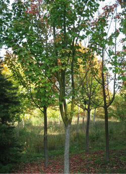 erable-a-peau-de-serpent-acer-rufinerve-3.jpg