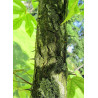 kalopanax-septemlobus-maximowiczii-aralia-en-arbre-4