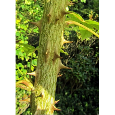 kalopanax-septemlobus-maximowiczii-aralia-en-arbre-3