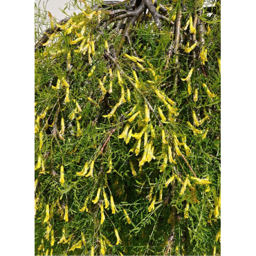 CARAGANA arborescens WALKER (Acacia jaune)