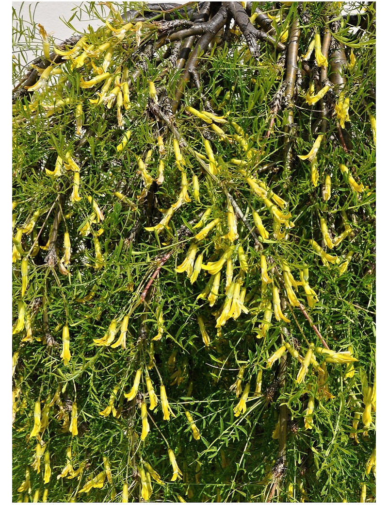 caragana-arborescens-walker-acacia-jaune-1