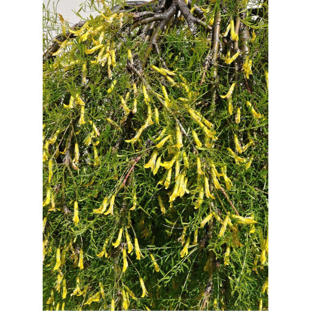 caragana-arborescens-walker-acacia-jaune-1