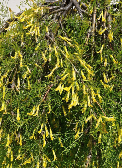 CARAGANA arborescens WALKER