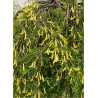 caragana-arborescens-walker-acacia-jaune-1