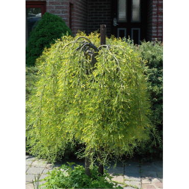 caragana-arborescens-walker-acacia-jaune-2