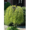 caragana-arborescens-walker-acacia-jaune-2