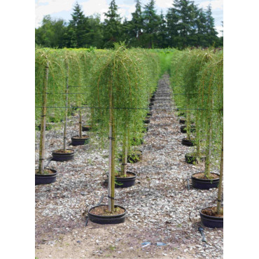 caragana-arborescens-walker-acacia-jaune-en-pot-de-15-20-litres-forme-tige-hauteur-du-tronc-110-130-cm