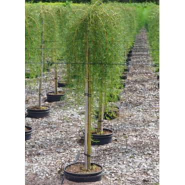 caragana-arborescens-walker-acacia-jaune-en-pot-de-15-20-litres-forme-tige-hauteur-du-tronc-110-130-cm1