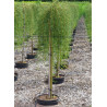 caragana-arborescens-walker-acacia-jaune-en-pot-de-15-20-litres-forme-tige-hauteur-du-tronc-110-130-cm1