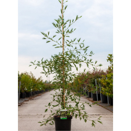 ALNUS glutinosa IMPERIALIS (Aulne glutineux Imperialis)
