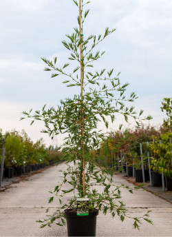 aulne-glutineux-imperialis-alnus-glutinosa-imperialis-3.jpg