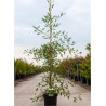 ALNUS glutinosa IMPERIALIS (Aulne glutineux Imperialis) En pot de 10-12 litres forme baliveau hauteur 150-200 cm