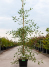 aulne-glutineux-imperialis-alnus-glutinosa-imperialis-3.jpg