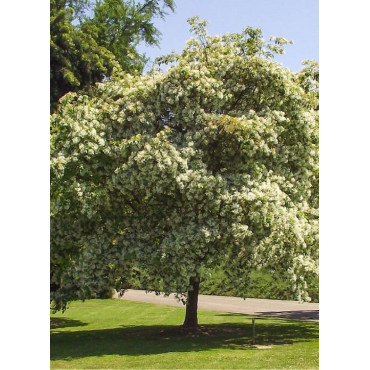 chionanthus-retusus-chionanthe-arbre-de-neige-de-chine-arbre-a-franges-3