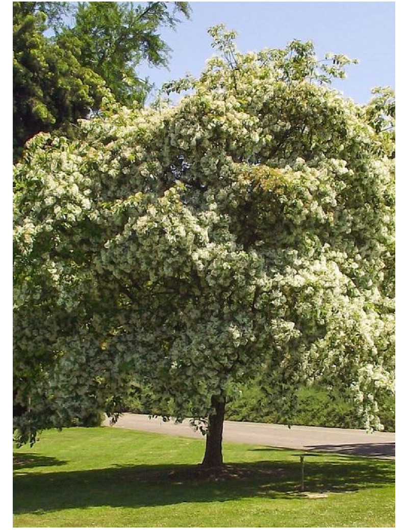 CHIONANTHUS retusus (Chionanthe, arbre de neige de Chine, arbre à franges)