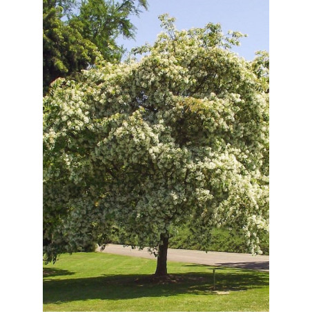 chionanthus-retusus-chionanthe-arbre-de-neige-de-chine-arbre-a-franges-3