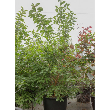 chionanthus-retusus-chionanthe-arbre-de-neige-de-chine-arbre-a-franges-en-pot-de-50-70-litres-forme-touffe-150-175-cm