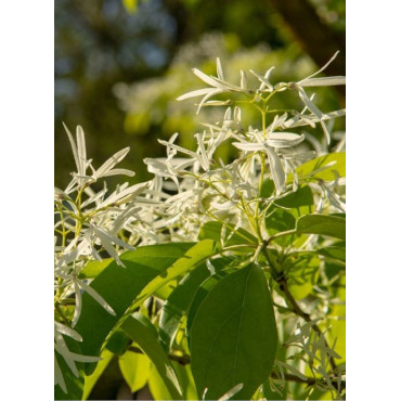 chionanthus-retusus-chionanthe-arbre-de-neige-de-chine-arbre-a-franges