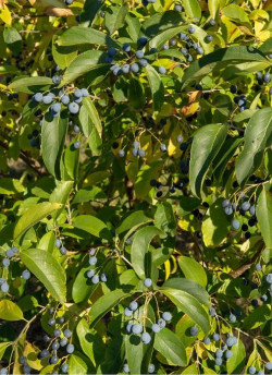CHIONANTHUS retusus