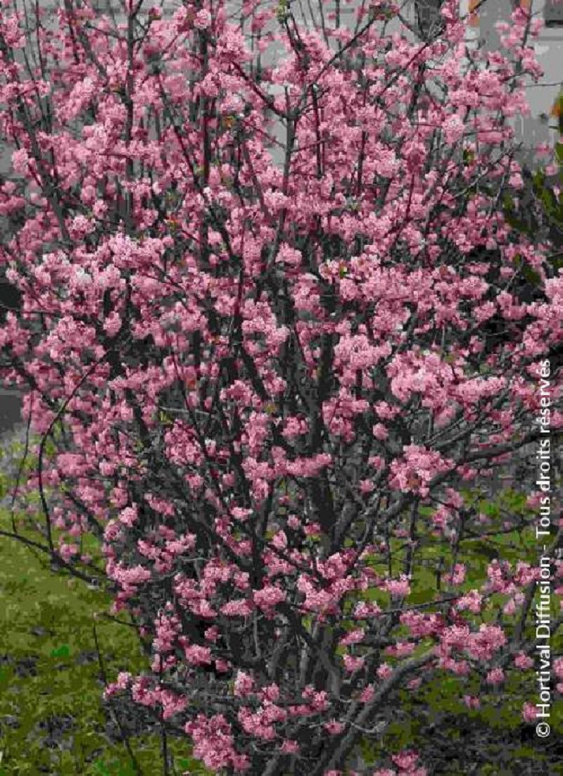 Viburnum Bodnantense Charles Lamont
