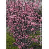 viburnum-bodnantense-charles-lamont-viorne-de-bodnant-charles-lamont-2