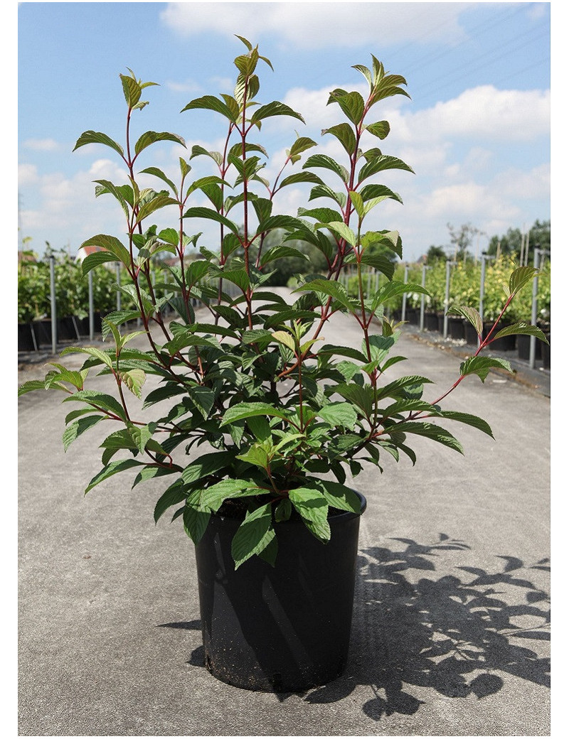 VIBURNUM bodnantense CHARLES LAMONT (Viorne de Bodnant Charles Lamont)