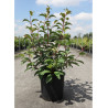 viburnum-bodnantense-charles-lamont-viorne-de-bodnant-charles-lamont-en-pot-de-10-12-litres-forme-buisson-hauteur-080-100-cm