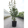 viburnum-bodnantense-charles-lamont-viorne-de-bodnant-charles-lamont-en-pot-de-15-20-litres-forme-buisson-hauteur-100-125-cm