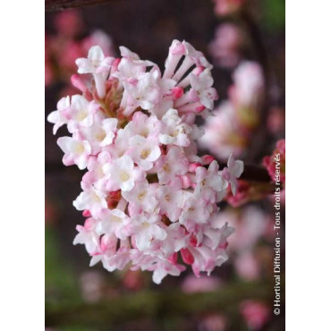 viburnum-bodnantense-charles-lamont-viorne-de-bodnant-charles-lamont