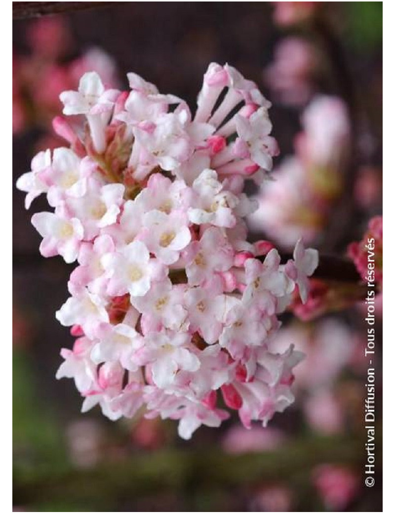 viburnum-bodnantense-charles-lamont-viorne-de-bodnant-charles-lamont