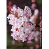 viburnum-bodnantense-charles-lamont-viorne-de-bodnant-charles-lamont