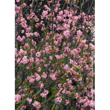 viburnum-bodnantense-charles-lamont-viorne-de-bodnant-charles-lamont-1