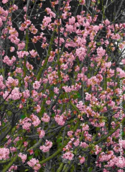 VIBURNUM bodnantense CHARLES LAMONT