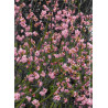 viburnum-bodnantense-charles-lamont-viorne-de-bodnant-charles-lamont-1