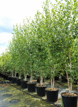 BETULA utilis En pot de 90-110 litres cépée hauteur 300-350 cm