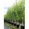 betula-utilis-bouleau-de-l-himalaya-en-pot-de-90-110-litres-forme-cepee-hauteur-300-350-cm