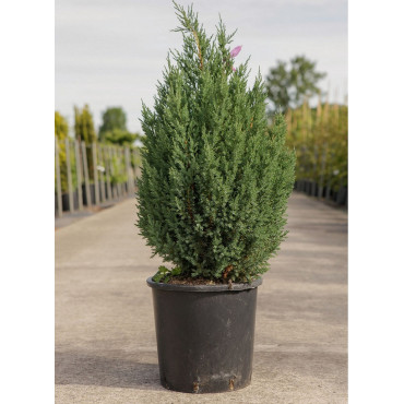 juniperus-chinensis-stricta-genevrier-de-chine-stricta-en-pot-de-15-20-litres-hauteur-080-100-cm