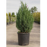 JUNIPERUS chinensis STRICTA (Genévrier de Chine Stricta)