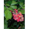 rhus-aromatica-gro-low-noble-sumac-aromatique-5