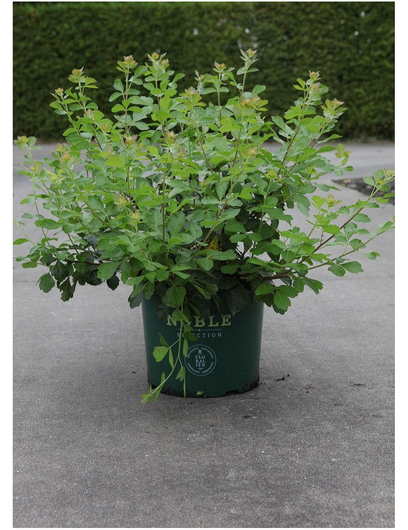 RHUS aromatica GROLOW NOBLE® (Sumac aromatique)