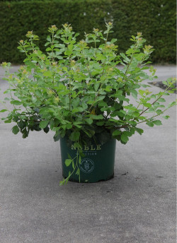 RHUS aromatica GRO-LOW NOBLE En pot de 10-12 litres