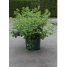 rhus-aromatica-gro-low-noble-sumac-aromatique-en-pot-de-10-12-litres-forme-buisson-extra