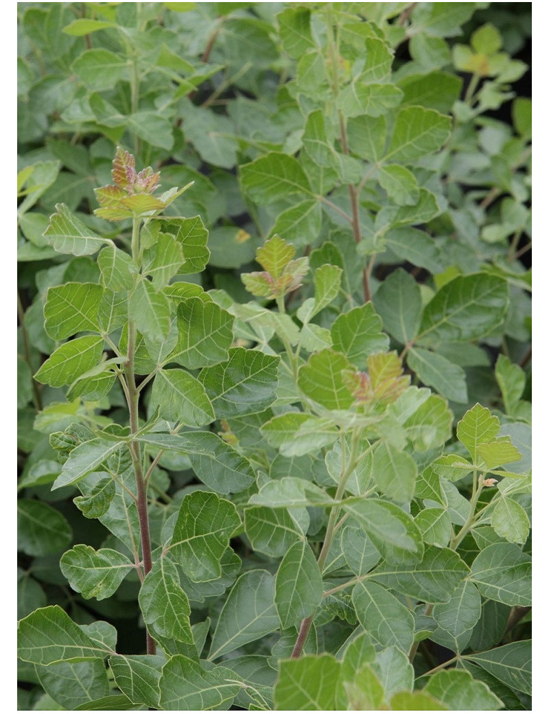 RHUS aromatica GROLOW NOBLE® (Sumac aromatique)