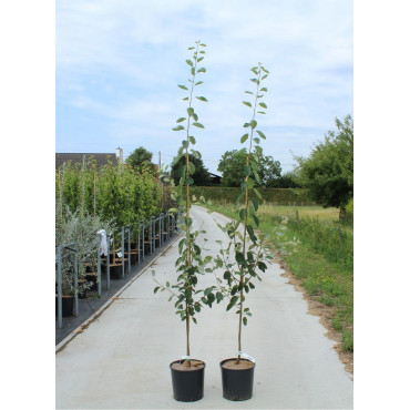 AMELANCHIER LAMARCKII En pot de 12-15 litres baliveau hauteur 150-175 cm