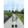 AMELANCHIER LAMARCKII En pot de 12-15 litres baliveau hauteur 150-175 cm