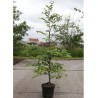 fagus-sylvatica-hetre-commun-fayard-en-pot-de-7-10-litres-forme-baliveau-hauteur-150-175-cm