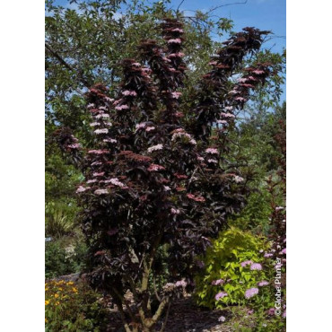 sambucus-nigra-black-tower-sureau-noir-black-tower