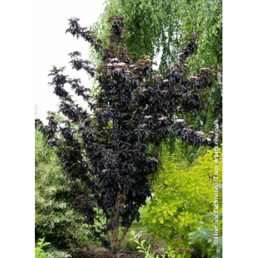 sambucus-nigra-black-tower-sureau-noir-black-tower-1